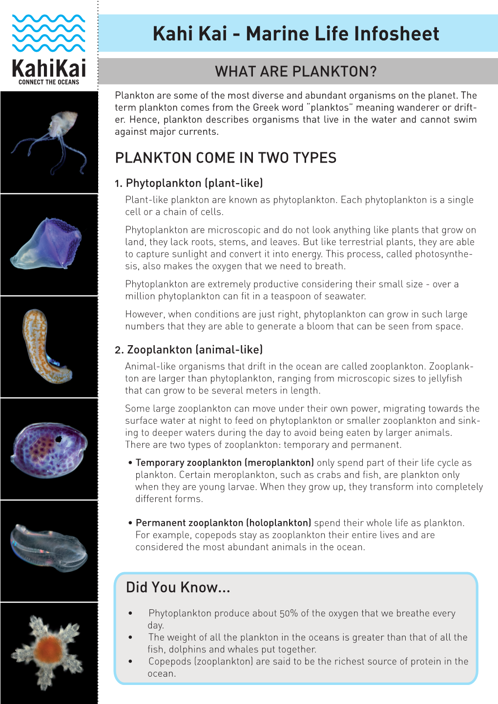 Kahi Kai - Marine Life Infosheet