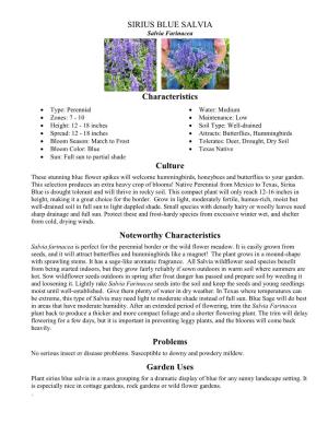 SIRIUS BLUE SALVIA Salvia Farinacea