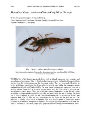 Macrobrachium Crenulatum (Stream Crayfish Or Shrimp)