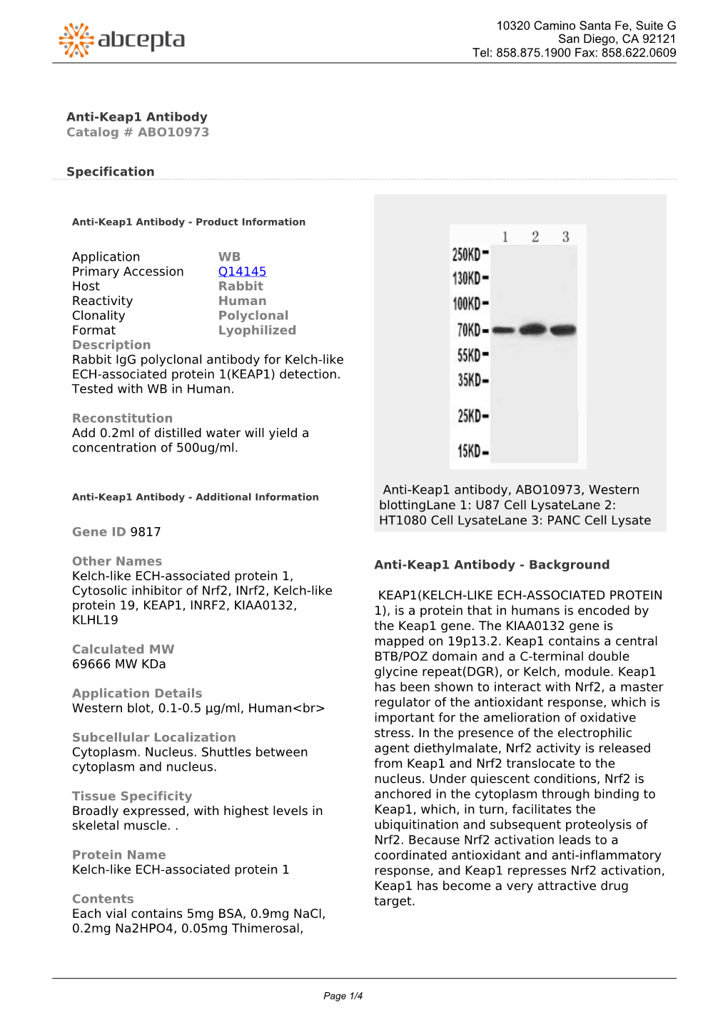 Anti-Keap1 Antibody Catalog # ABO10973