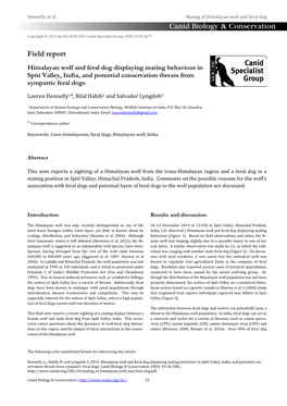 Himalayan Wolf and Feral Dog Displaying Mating Behaviour in Spiti Valley, India, and Potential Conservation Threats from Sympatric Feral Dogs