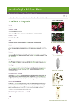 Schefflera Actinophylla Click on Images to Enlarge