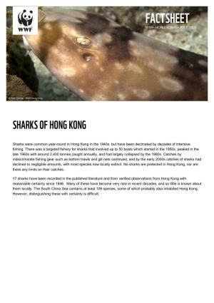 Sharks of Hong Kong