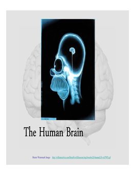 Part I: Lobes, the Cerebral Cortex, and Cortical Regions of the Brain