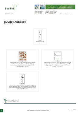RUVBL1 Antibody Cat
