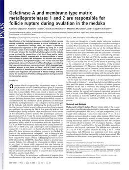 Gelatinase a and Membrane-Type Matrix Metalloproteinases 1 and 2 Are Responsible for Follicle Rupture During Ovulation in the Medaka