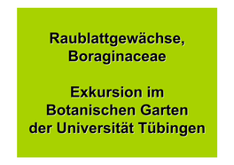 Raublattgewächse, Boraginaceae Exkursion Im Botanischen Garten