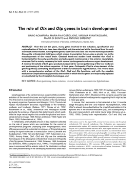 The Role of Otx and Otp Genes in Brain Development