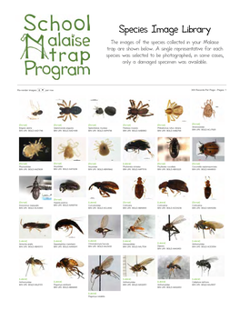 Species Image Library the Images of the Species Co Ected in Your Malaise Trap Are Shown Below