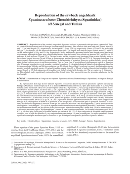 Reproduction of the Sawback Angelshark Squatina Aculeata (Chondrichthyes: Squatinidae) Off Senegal and Tunisia