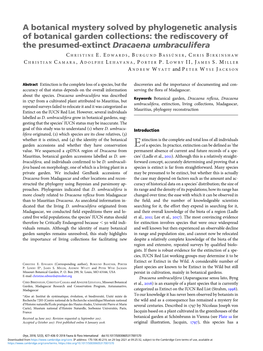 The Rediscovery of the Presumed-Extinct Dracaena Umbraculifera