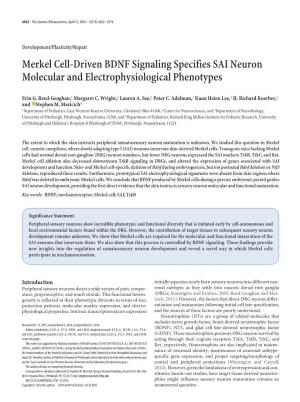 Merkel Cell-Driven BDNF Signaling Specifies SAI Neuron Molecular and Electrophysiological Phenotypes
