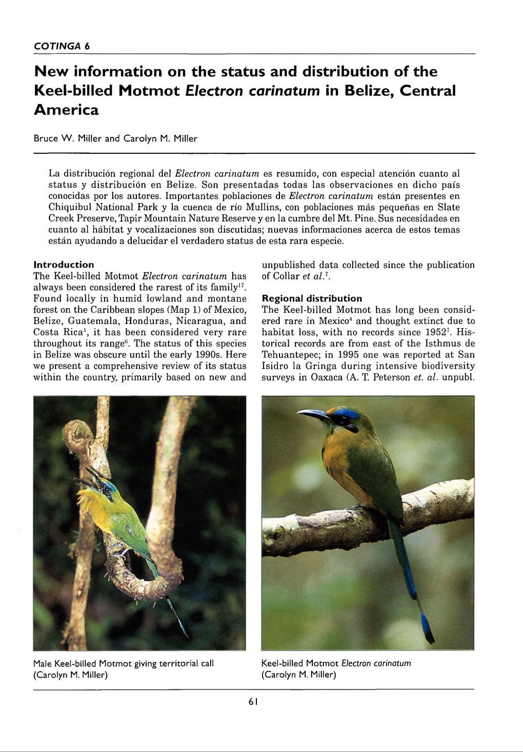 New Information on the Status and Distribution of the Keel-Billed Motmot Electron Carinatum in Belize, Central America