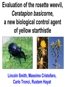 Evaluation of the Rosette Weevil, Ceratapion Basicorne, a New Biological Control Agent of Yellow Starthistle