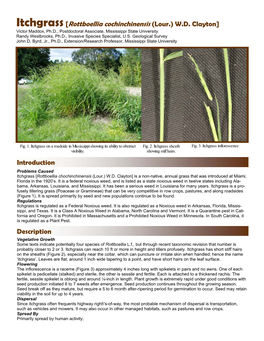 Itchgrass[Rottboellia Cochinchinensis (Lour.) W.D. Clayton]