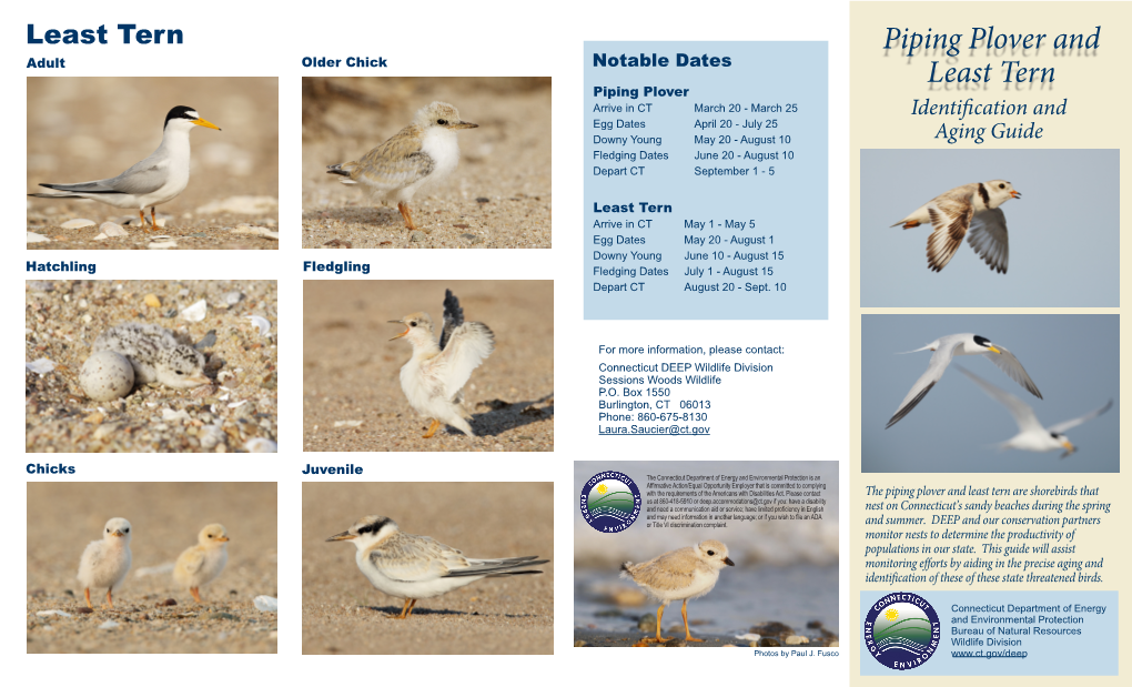 Piping Plover and Least Tern