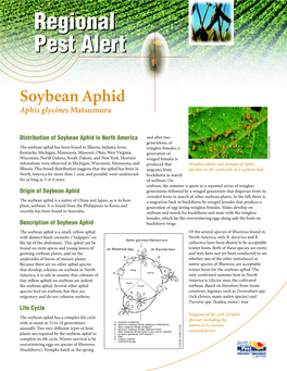 Soybean Aphid, Aphis Glycines Matsumura