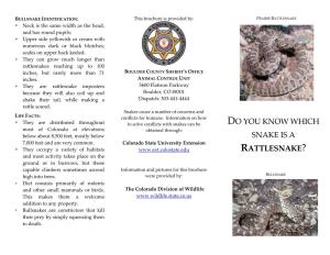 Do You Know Which Snake Is a Rattlesnake?