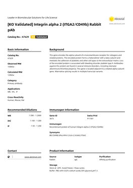 [KO Validated] Integrin Alpha 2 (ITGA2/Cd49b) Rabbit Pab