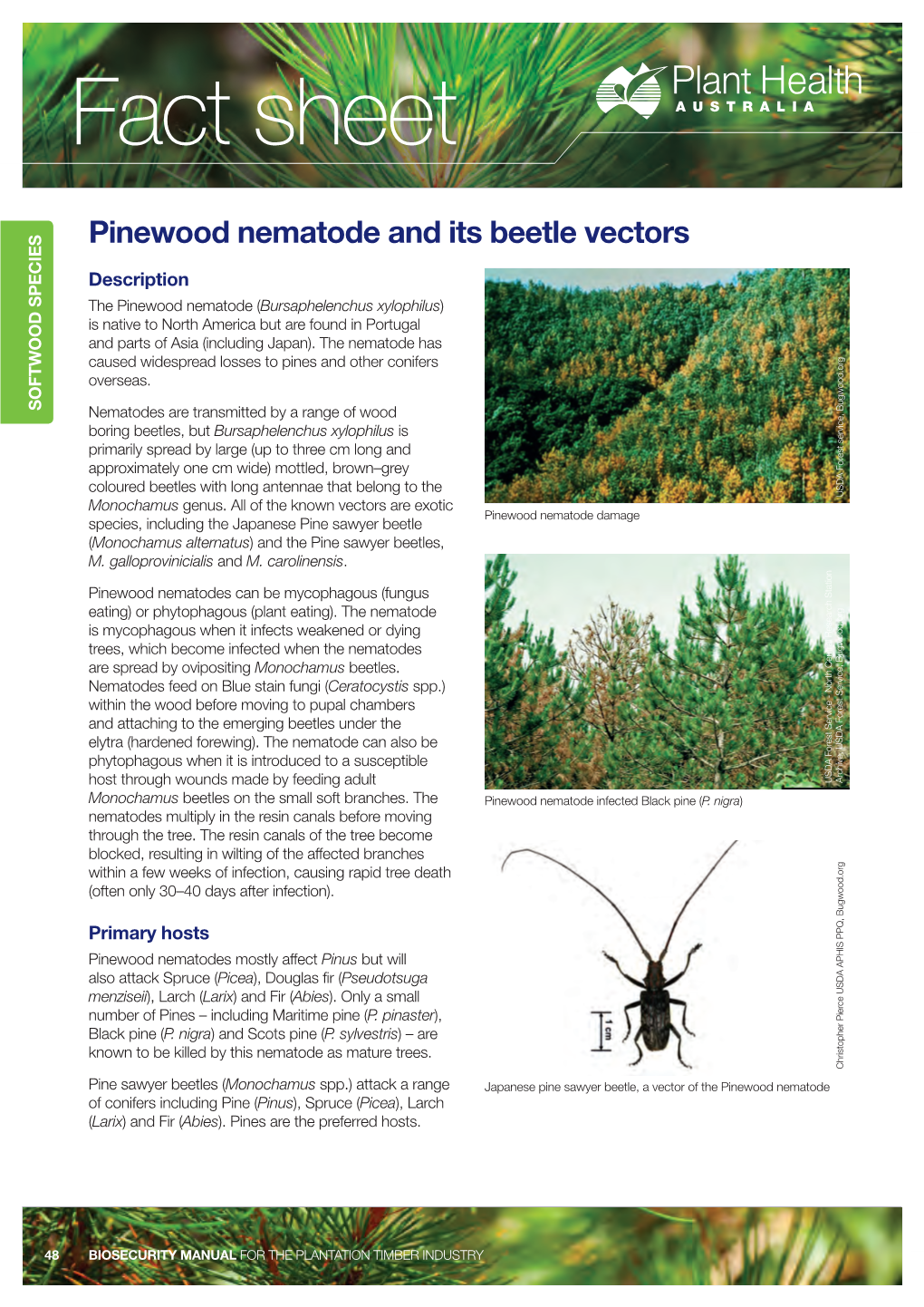 Pinewood Nematode and Its Beetle Vectors