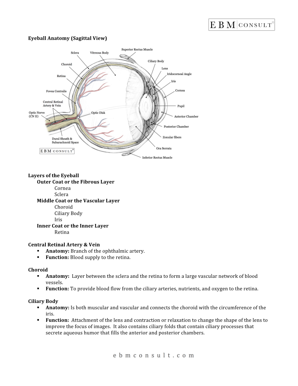 Eyeball Anatomy (Sagittal View)