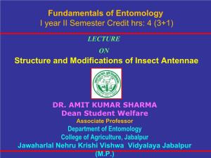 Structure and Modifications of Insect Antennae Fundamentals of Entomology I Year II Semester Credit Hrs: 4 (3+1)