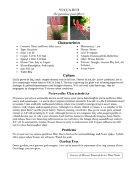 YUCCA RED Hesperaloe Parviflora Characteristics Culture Noteworthy