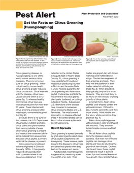 Pest Alert November 2010 Get the Facts on Citrus Greening (Huanglongbing)