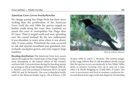 American Crow Corvus Brachyrhynchos No Change Among San Diego Birds Has Been More Striking Than the Proliferation of the American Crow