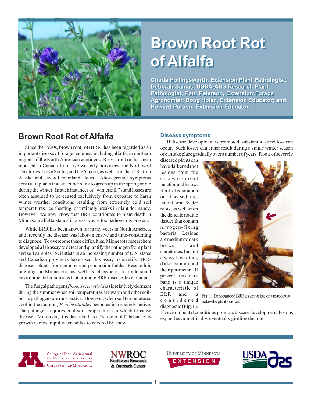 Brown Root Rot of Alfalfa
