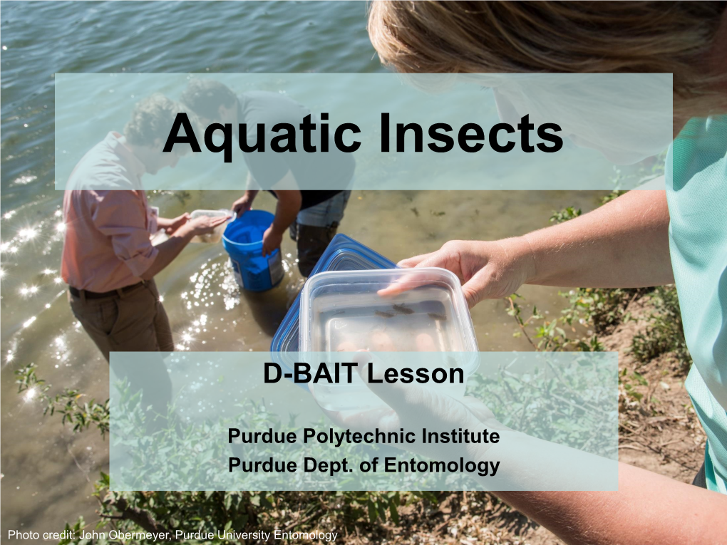 Aquatic Insects