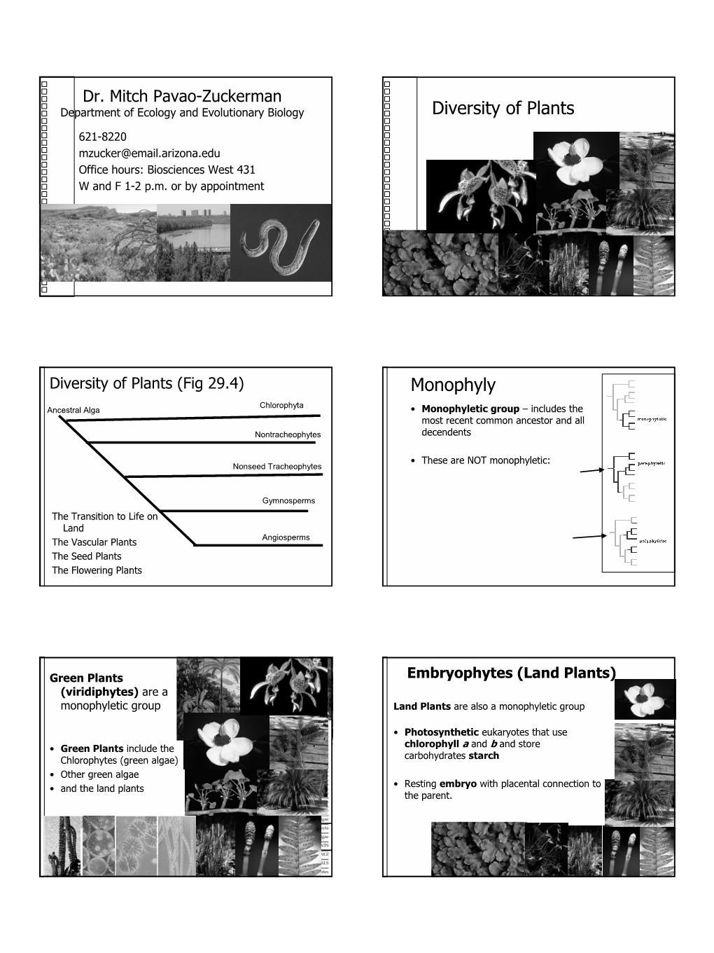 Diversity of Plants Monophyly