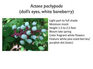Actaea Pachypoda (Doll's Eyes, White Baneberry)