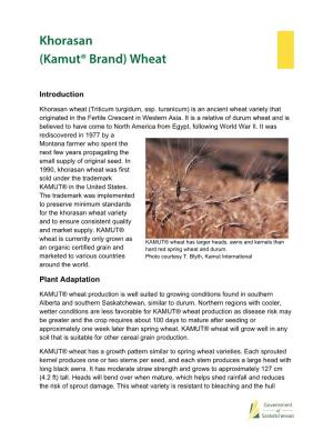 Khorasan (Kamut® Brand) Wheat