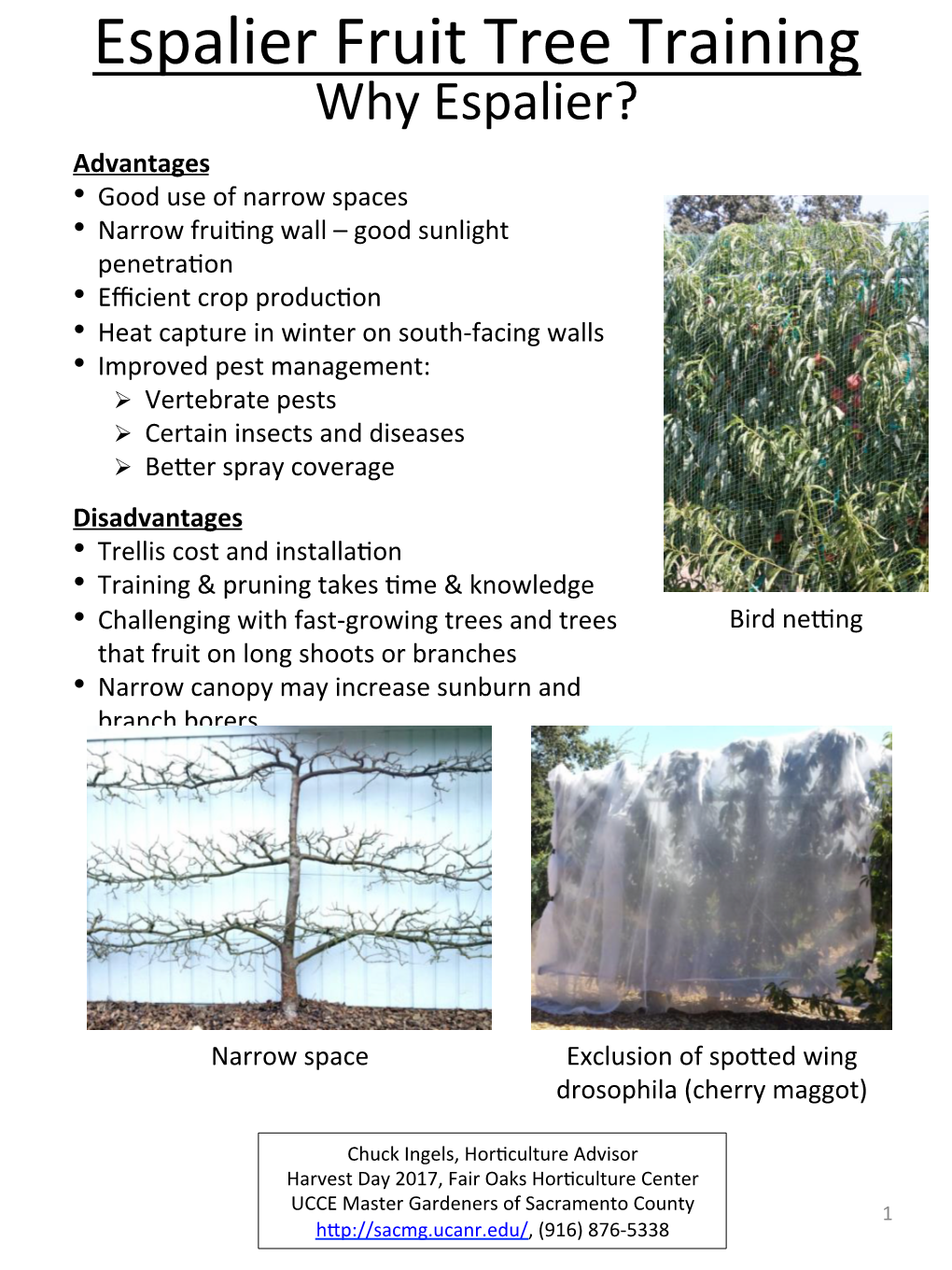 Espalier Fruit Tree Training