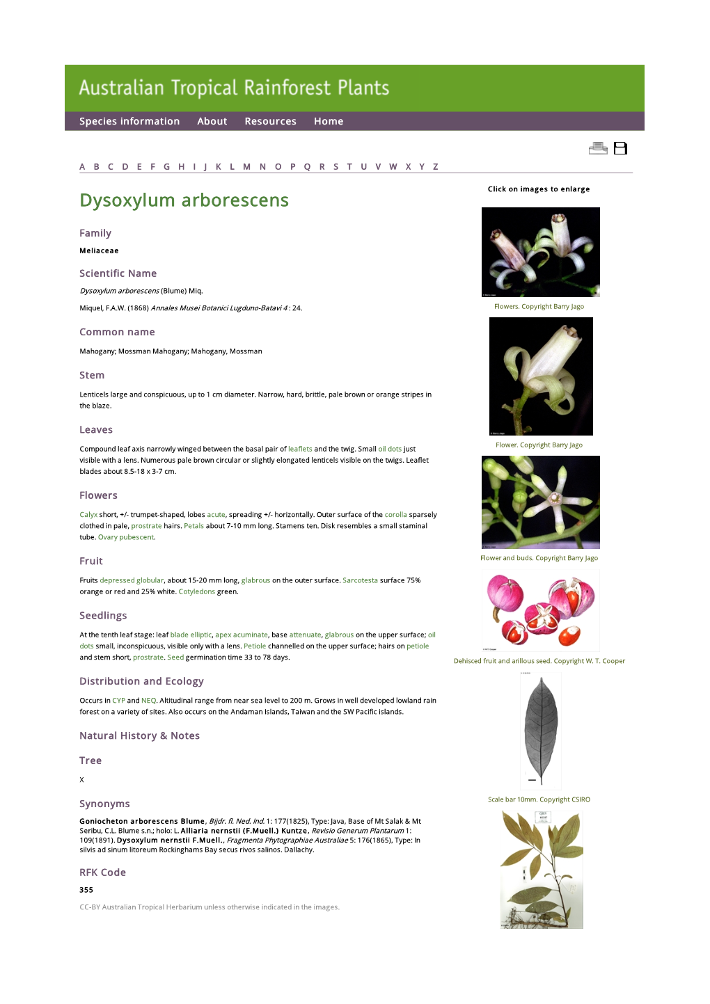 Dysoxylum Arborescens Click on Images to Enlarge