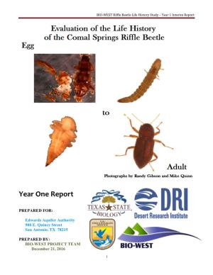 BIO-WEST Riffle Beetle Life History Study – Year 1 Interim Report