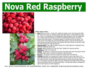 Rubus Idaeus 'Nova' • Use: Berries Are Firm, Bright-Red, Medium to Large