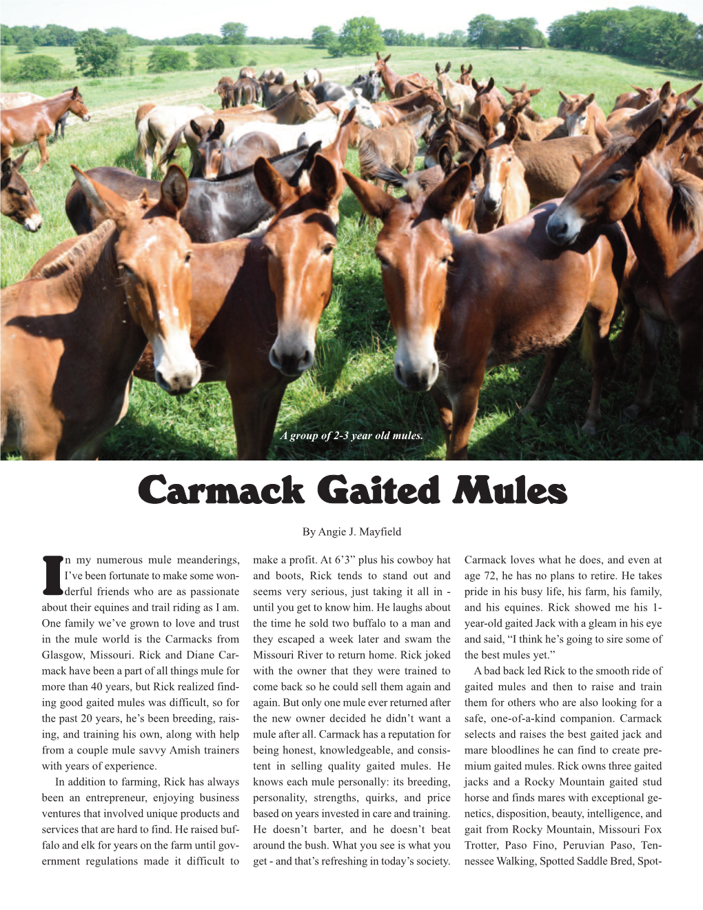 Carmack Gaited Mules