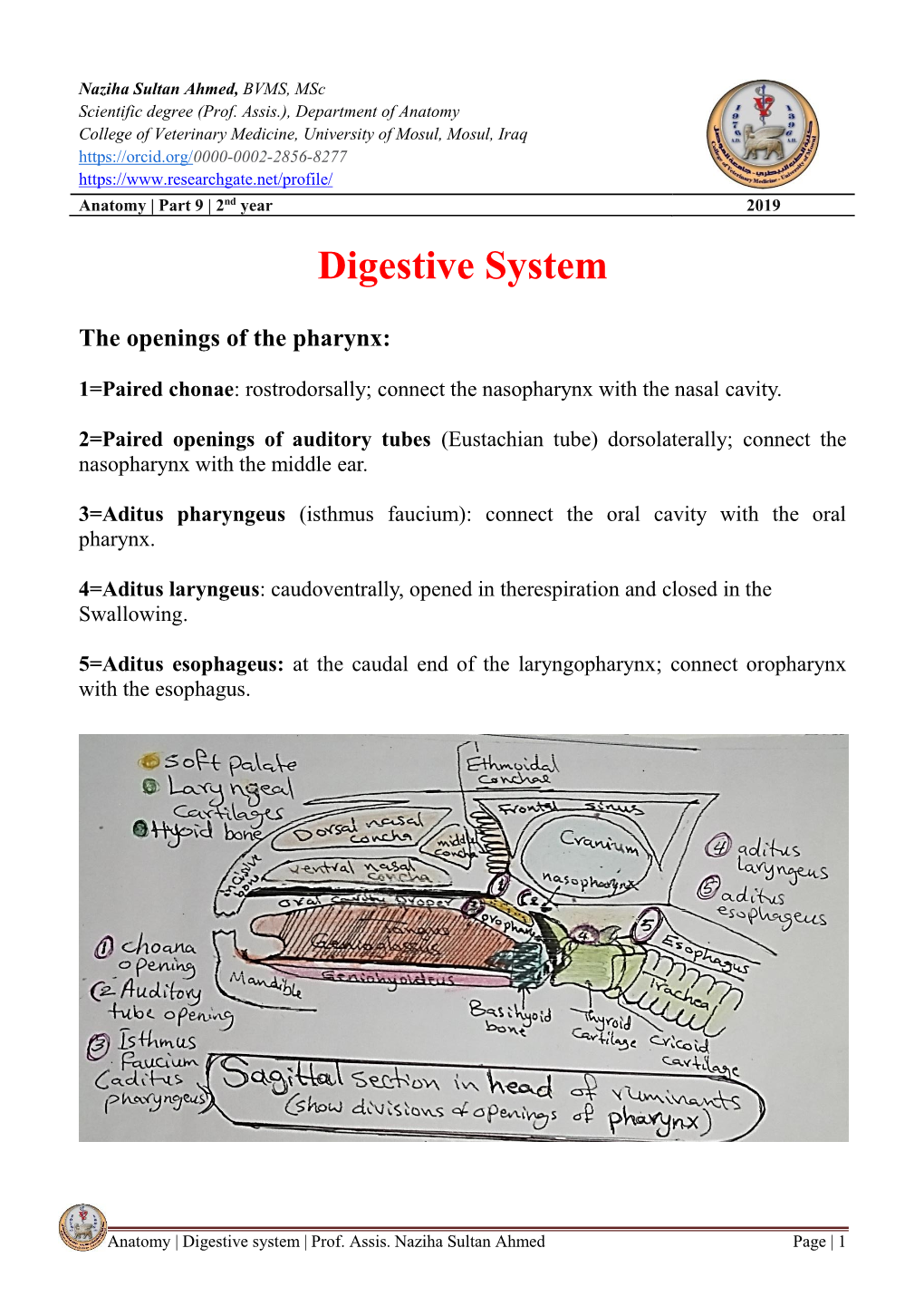 Digestive System