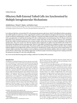 Olfactory Bulb External Tufted Cells Are Synchronized by Multiple Intraglomerular Mechanisms