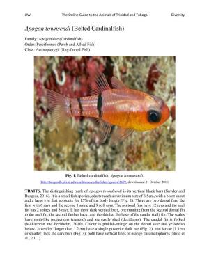 Apogon Townsendi (Belted Cardinalfish)