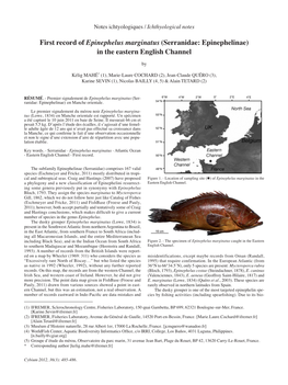 Serranidae: Epinephelinae) in the Eastern English Channel