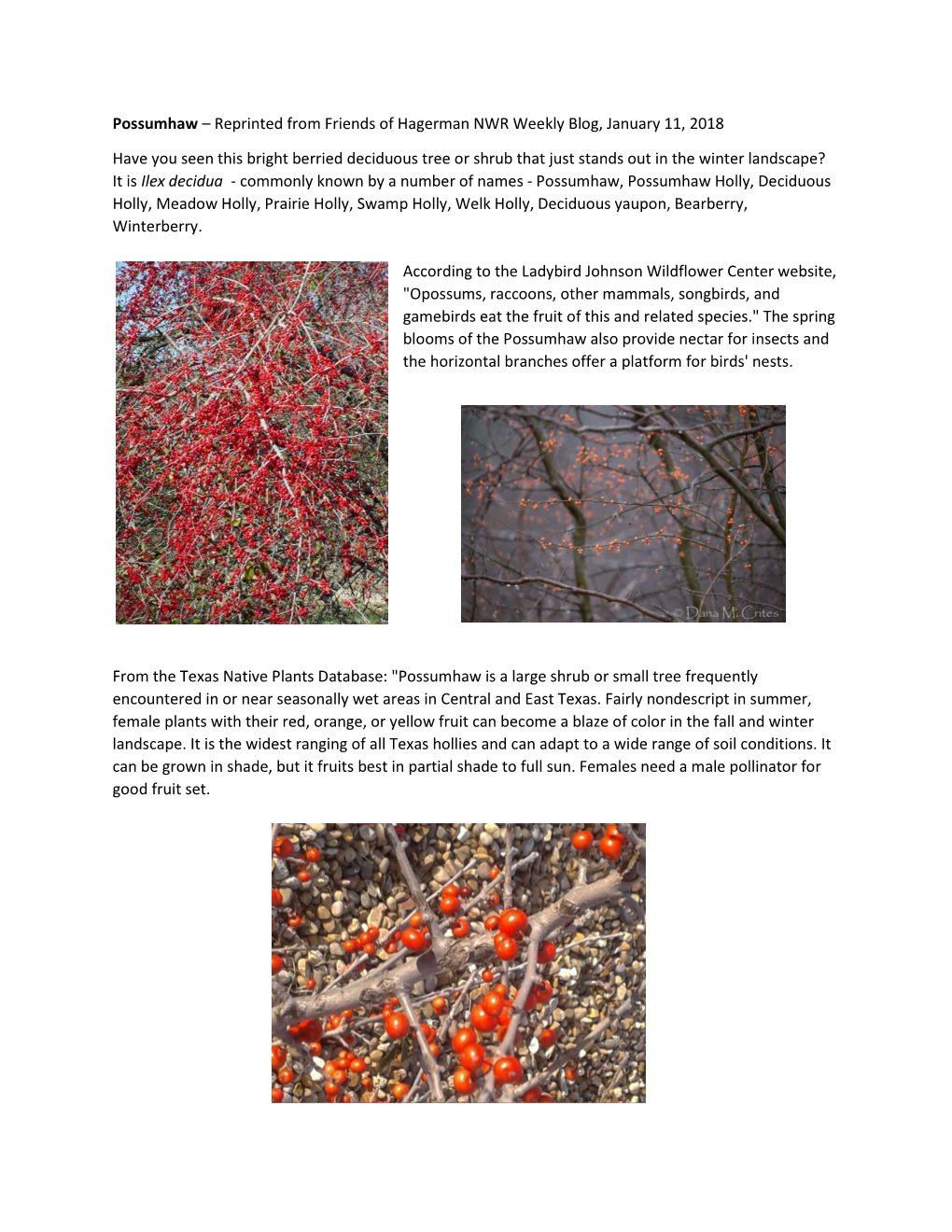 Possumhaw – Reprinted from Friends of Hagerman NWR Weekly Blog, January 11, 2018