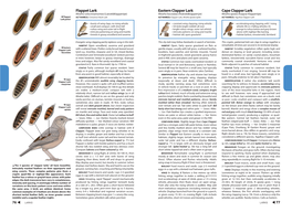 Flappet Lark Cape Clapper Lark Eastern Clapper Lark