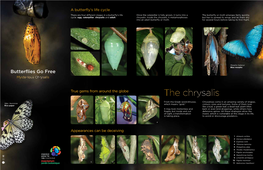 The Chrysalis, It Metamorphoses but Has to Spread Its Wings and Let Them Dry Into an Adult Butterfly Or Moth