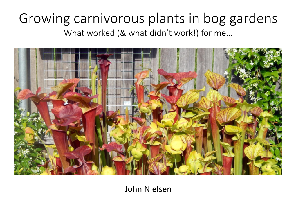 Growing Carnivorous Plants in Bog Gardens What Worked (& What Didn’T Work!) for Me…