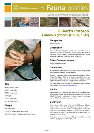 Gilbert's Potoroo