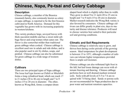 Chinese, Napa, Pe-Tsai and Celery Cabbage