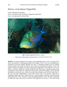 Balistes Vetula (Queen Triggerfish)
